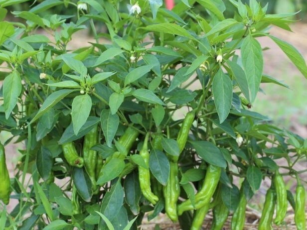 30+ SEEDS ORGANIC RED JAPANESE SHISHITO PEPPER FRESH SEEDS