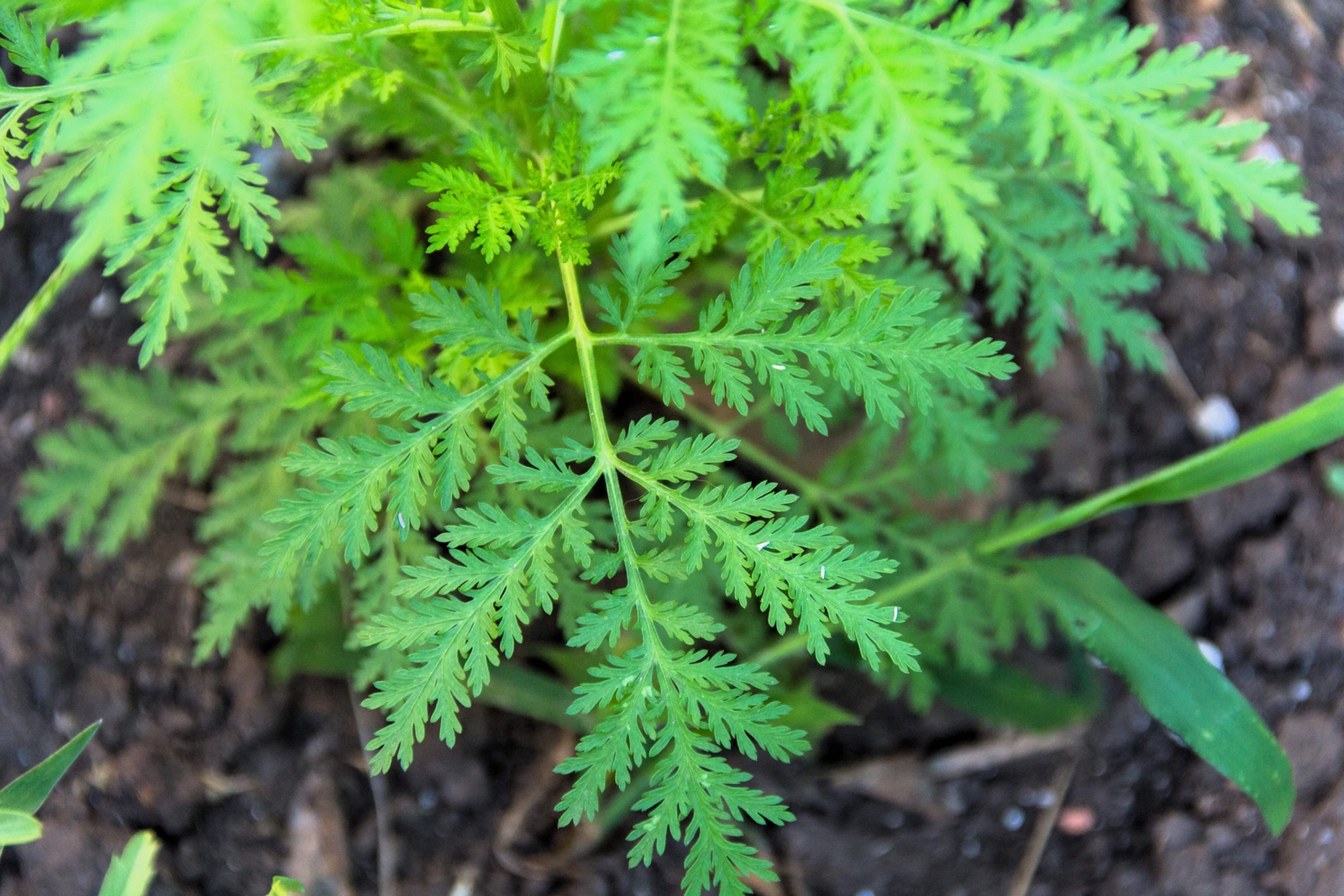 1000 SWEET WORMWOOD Artemisia Annua Sweet Annie Mugwort Sagewort Herb Seeds