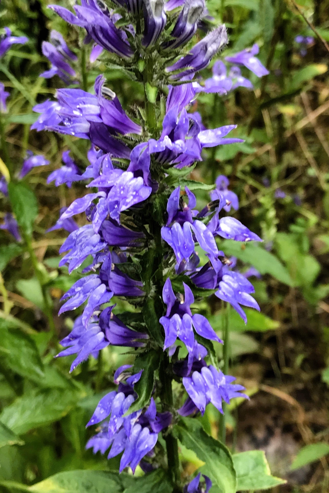 500 GREAT BLUE LOBELIA Upright Lobelia Siphilitica Flower Seeds *Comb S/H