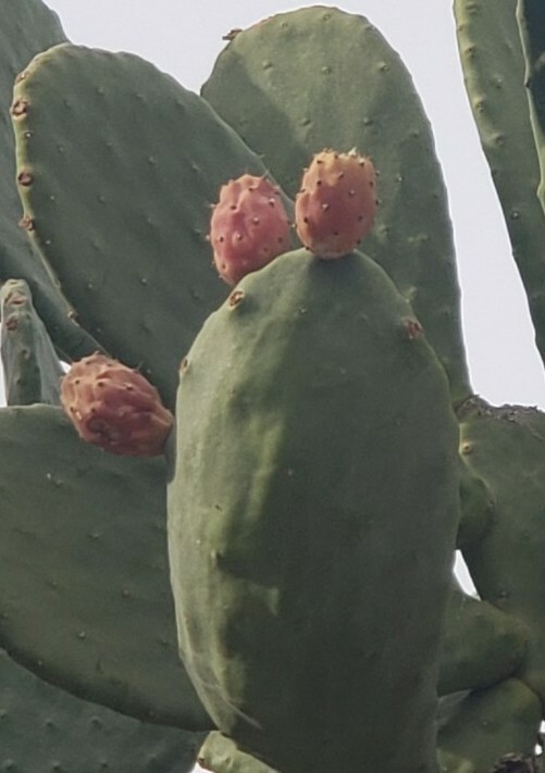 1 GIANT XXL RED FLOWER BURBANK SPINELESS OPUNTIA PRICKLY PEAR NOPAL CACTUS PADS