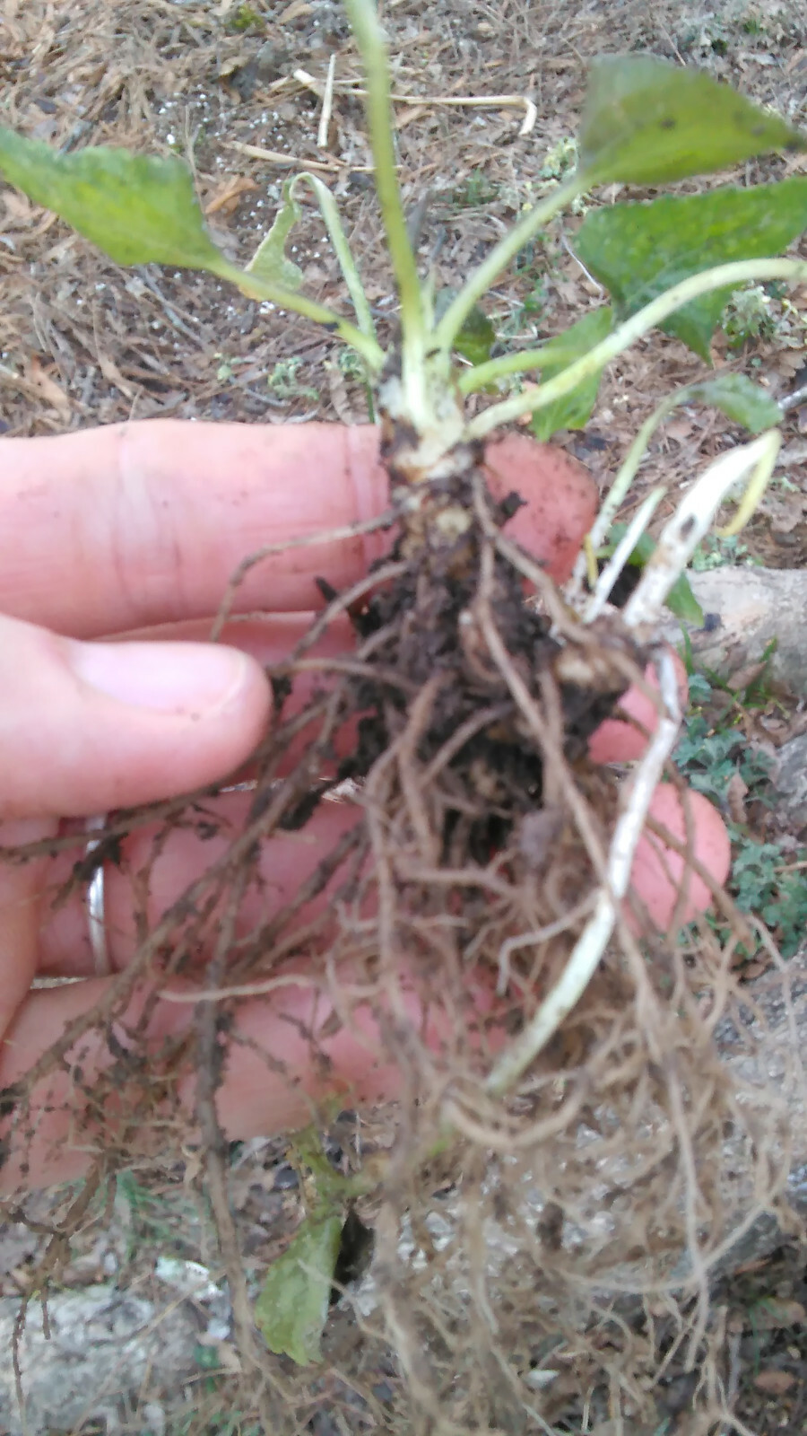 75 Wild Purple Violet Rhizome/Bulbs- Fresh, Healthy, & Bare- Ready To Plant