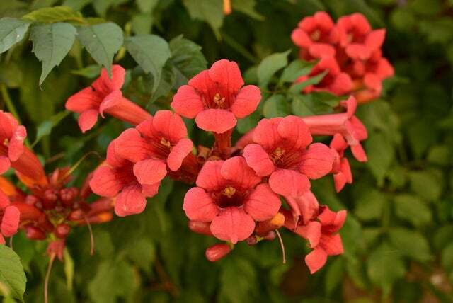 25 Red Trumpet Creeper Vine Seeds Hummingbird Bush – Non-GMO Seeds