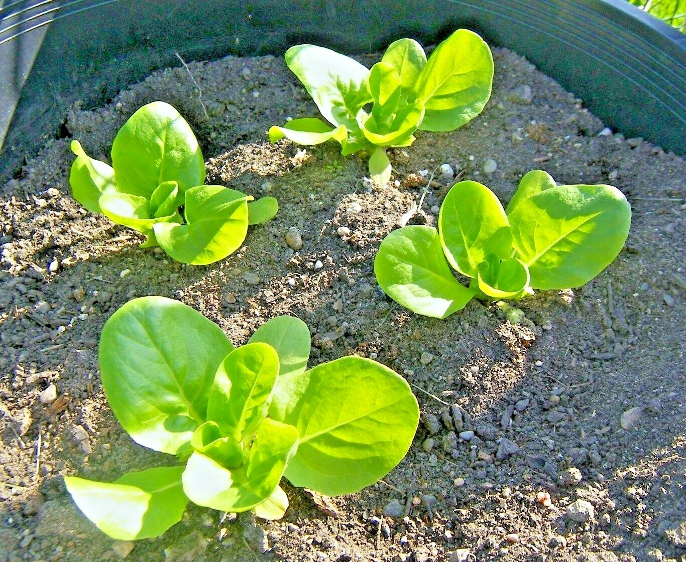 601+BIB BUTTERCRUNCH Lettuce Seeds Organic Vegetable Garden Container Fast Easy