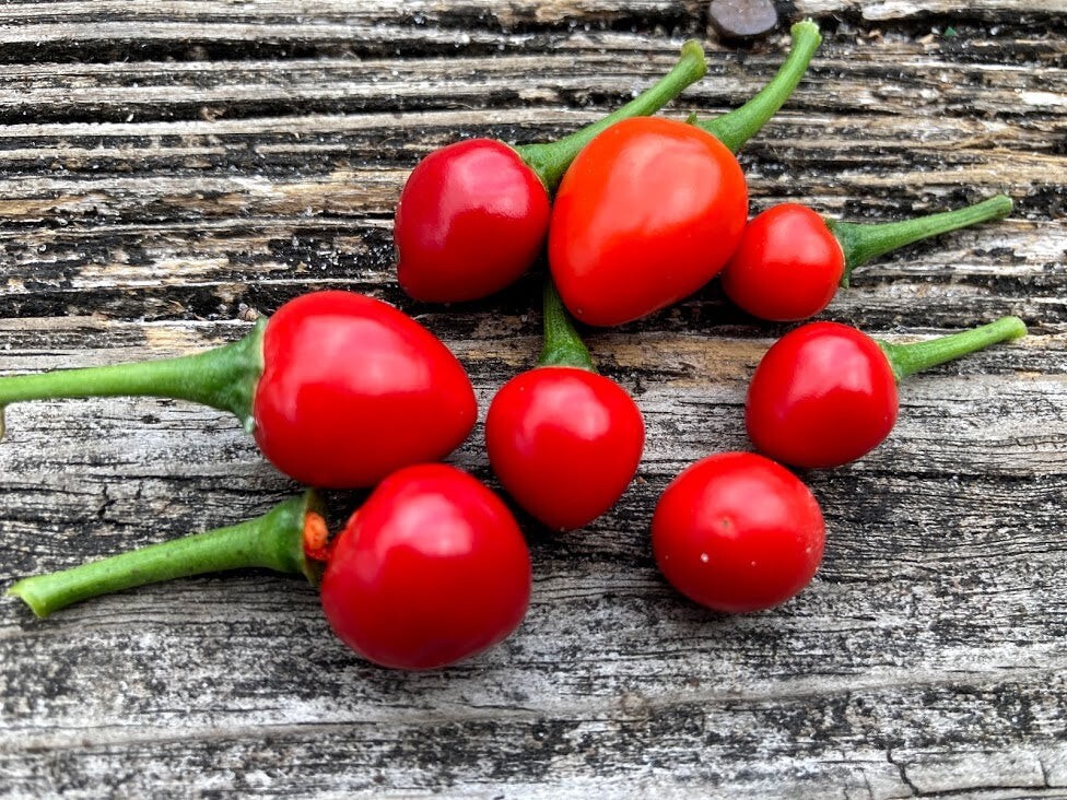 25 Hot Fresh Chiltepin | NON-GMO | Premium Pepper Seeds-B 19