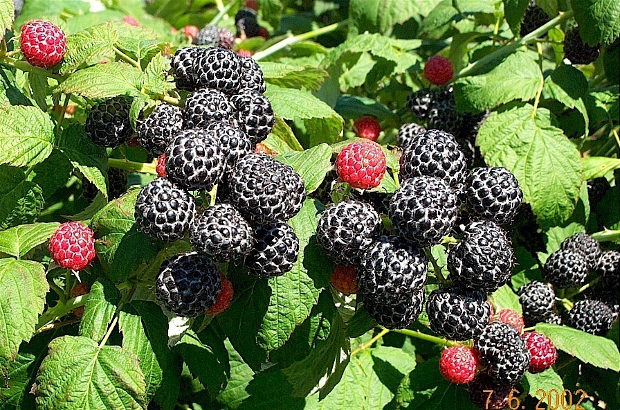 Rubus occidentalis BLACK RASPBERRY Fruit Seeds