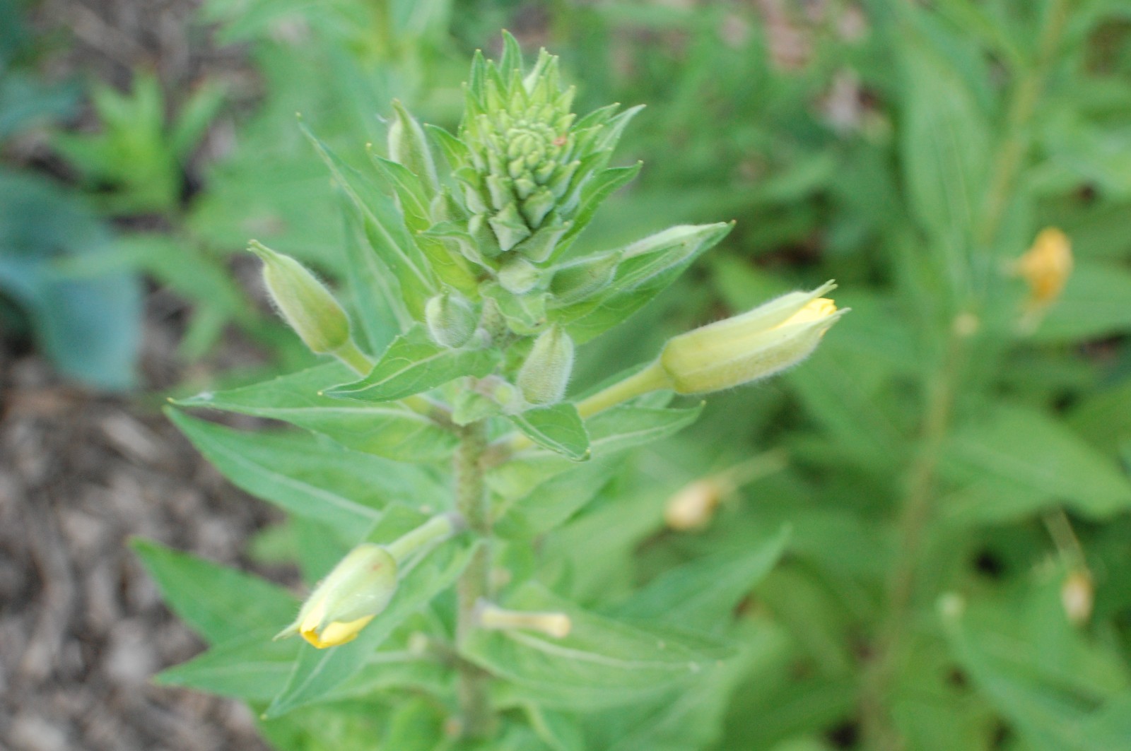 1 Gram Common Evening Primrose Seeds/NATIVE N East US/Oenothera biennis/Organic