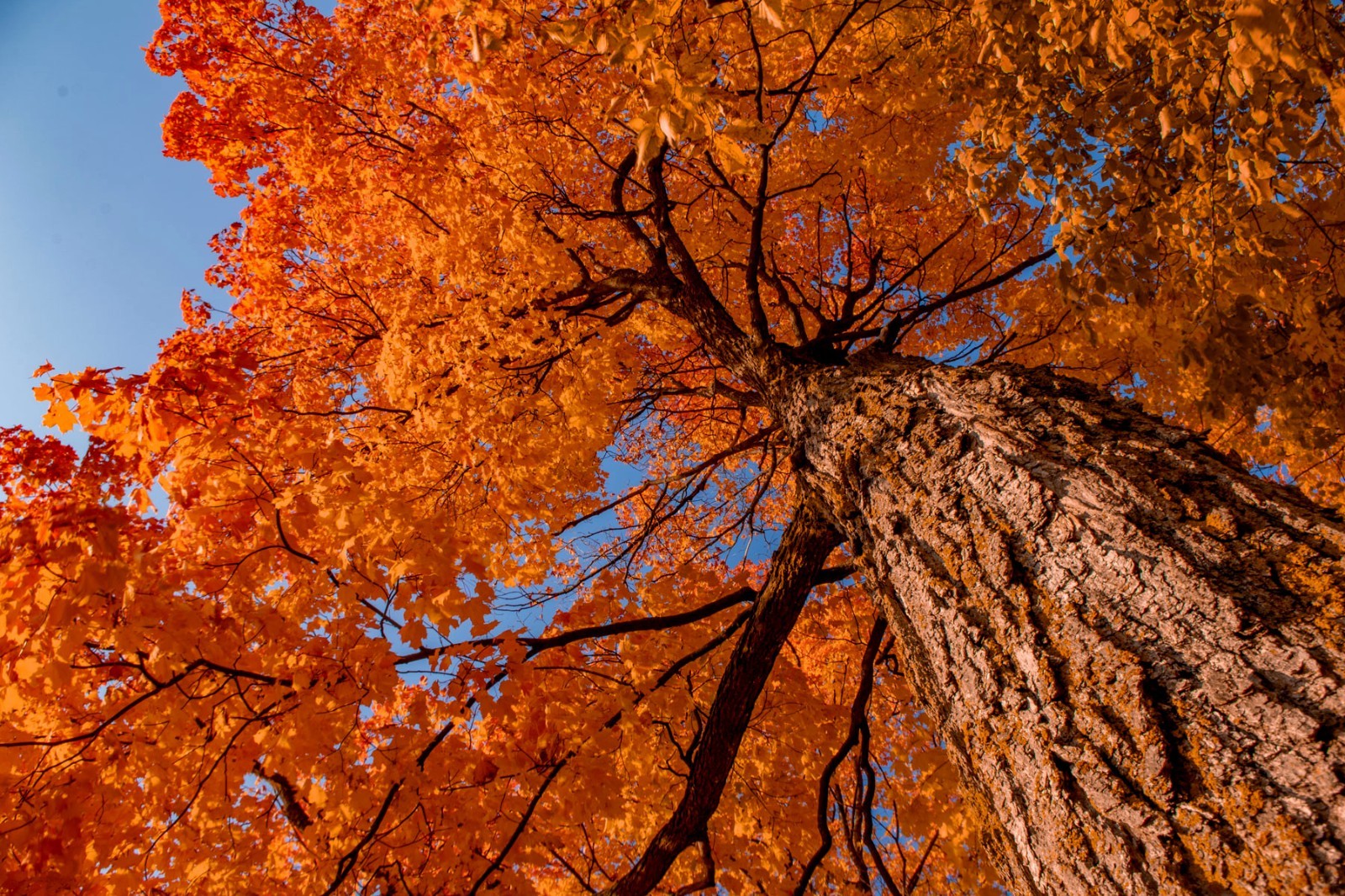 Northern Sugar Maple Tree Seeds (Acer saccharum) Fall Color Cold Hardy to Zone 3