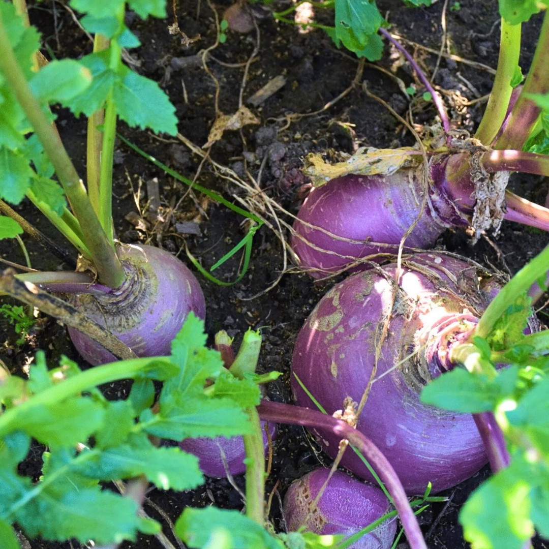 Fresh American Purple Top Rutabaga Seeds | Heirloom Non-GMO | Vegetable Seeds