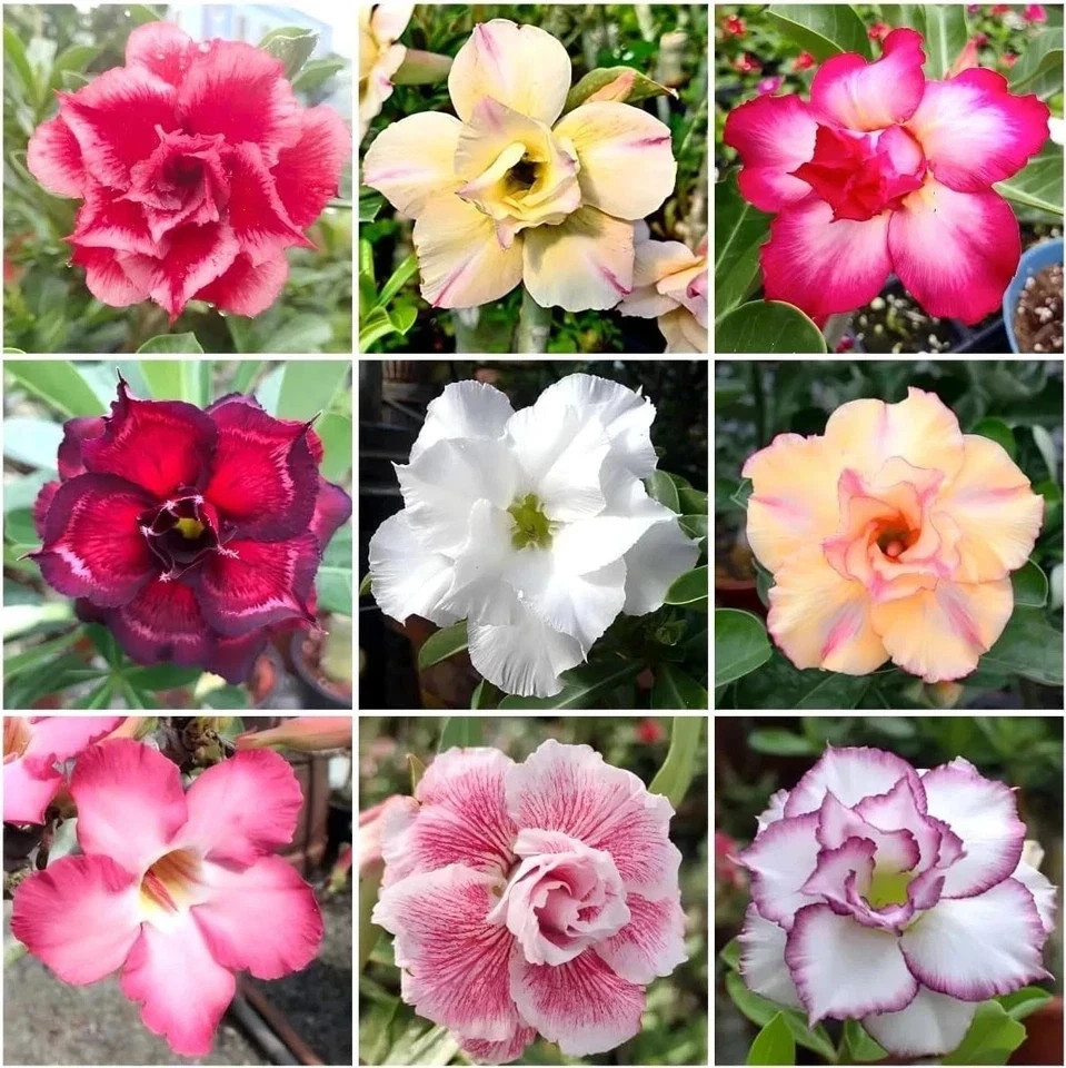 125+ Mixed Color Desert Rose Seeds for Planting – Adenium Obesum Succulent Seeds