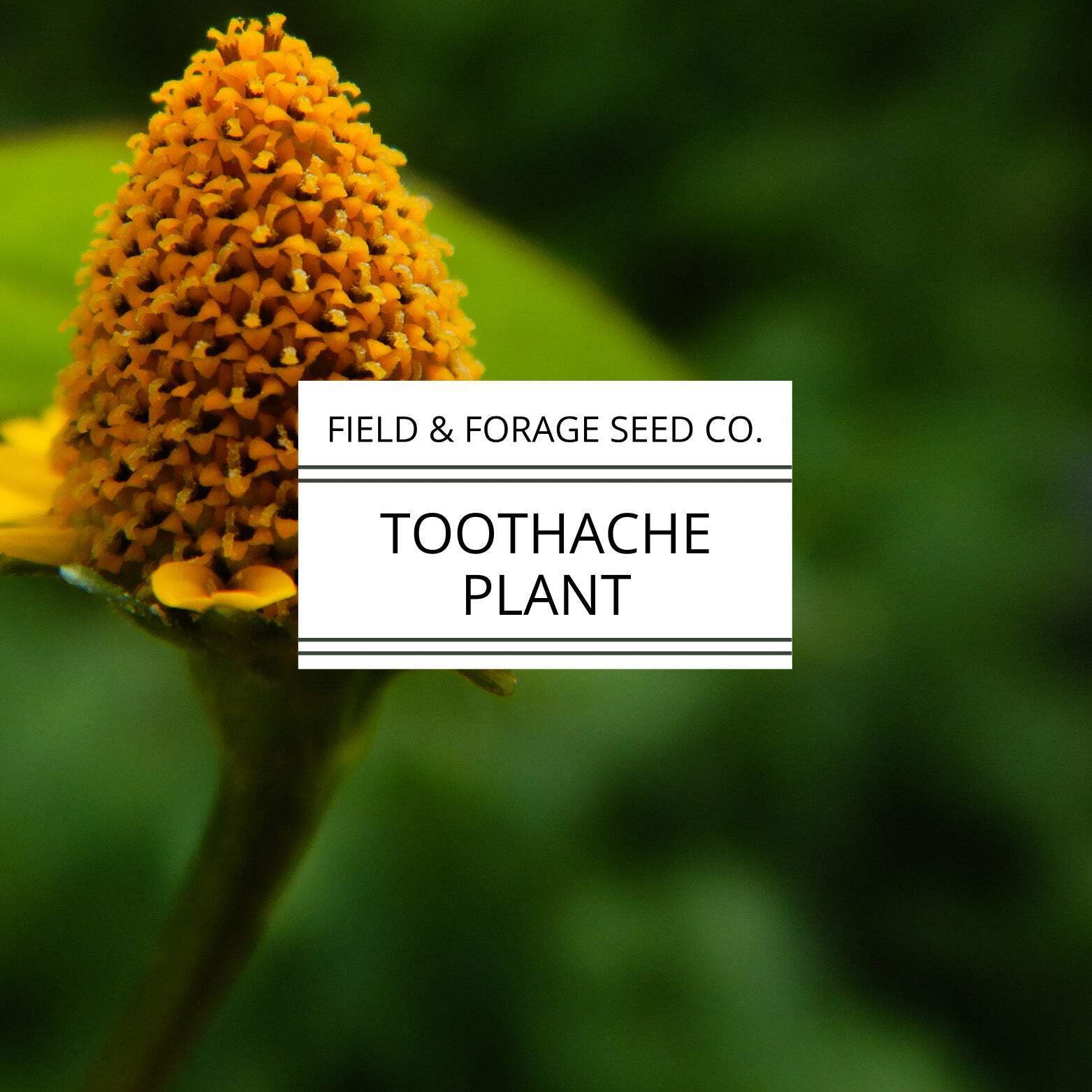 Toothache Plant | Acmella oleracea | Natural Numbing Herb | Medicinal & Ornament