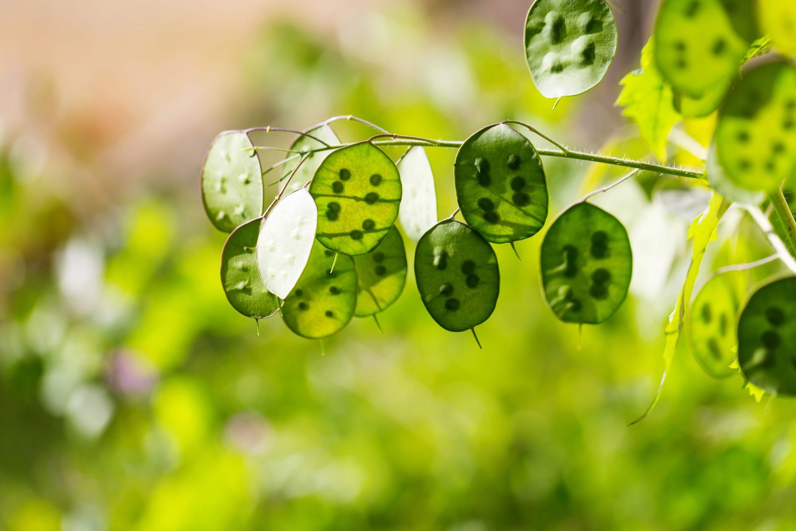 100 LUNARIA Biennis ( MONEY PLANT / Silver Dollar / Honesty ) Flower Seeds