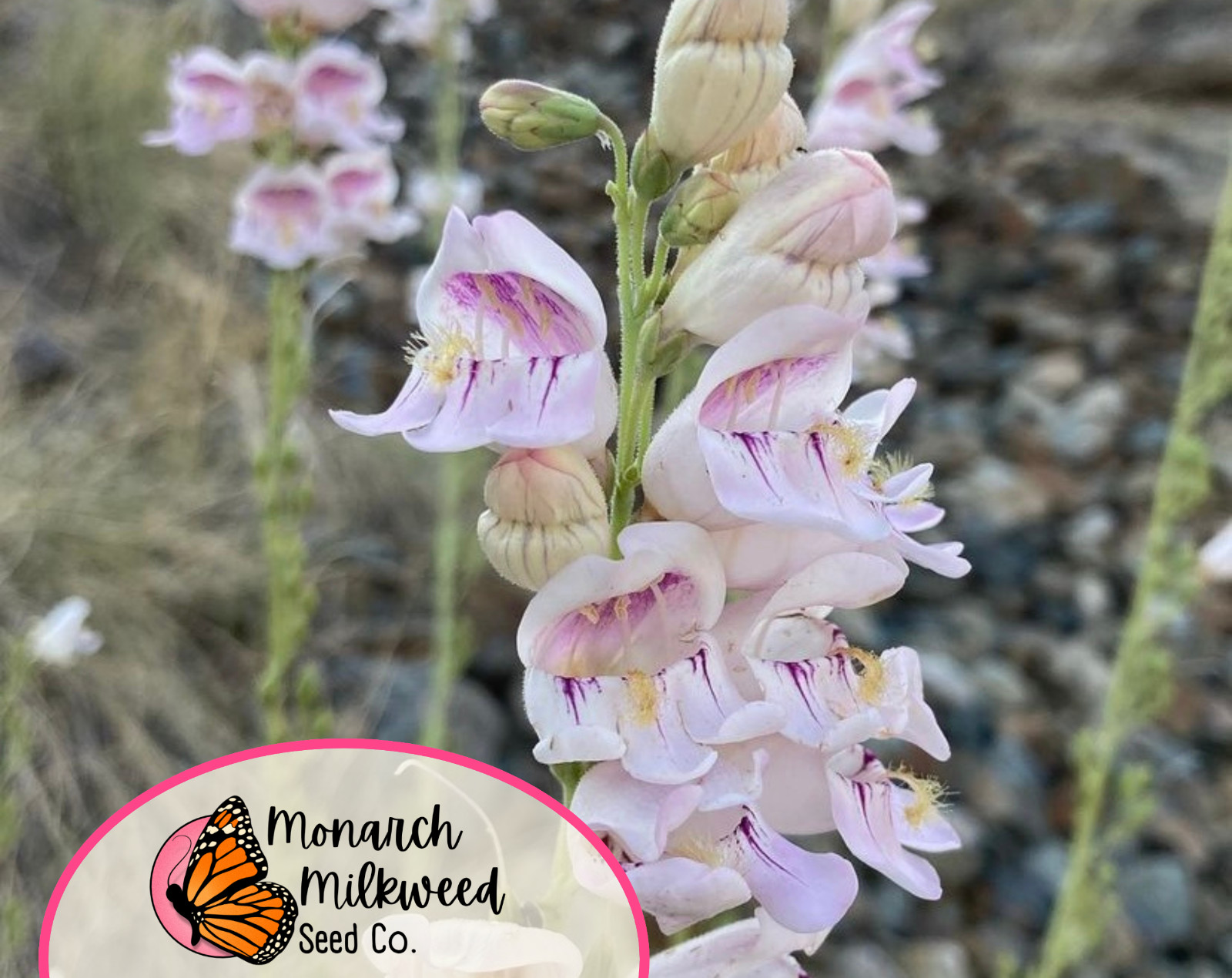 2100+ Palmer’s Penstemon Seeds | Native Wildflower Gardening, Penstemon palmeri