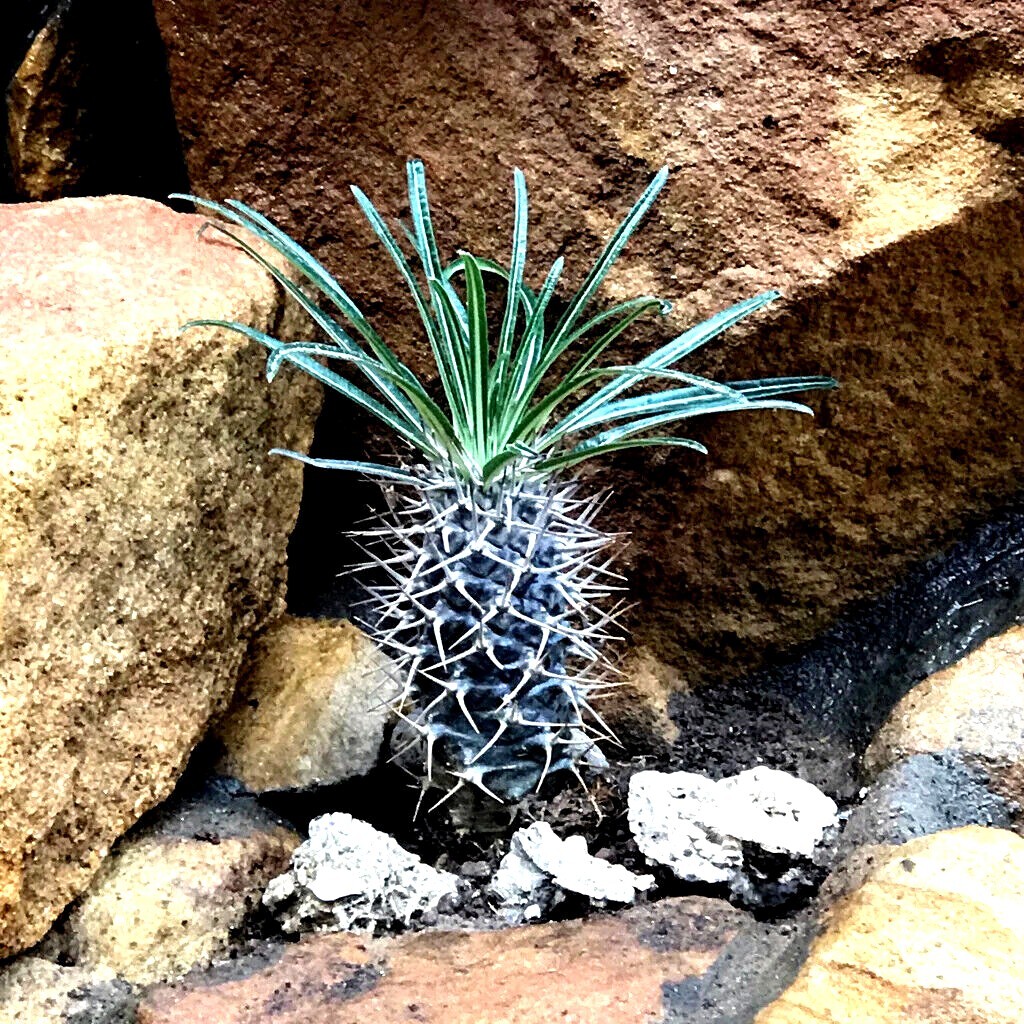 RARE (Pachypodium geayi) MADAGASCAR PALM TREE SEEDS Succulent Cacti Cactus Plant