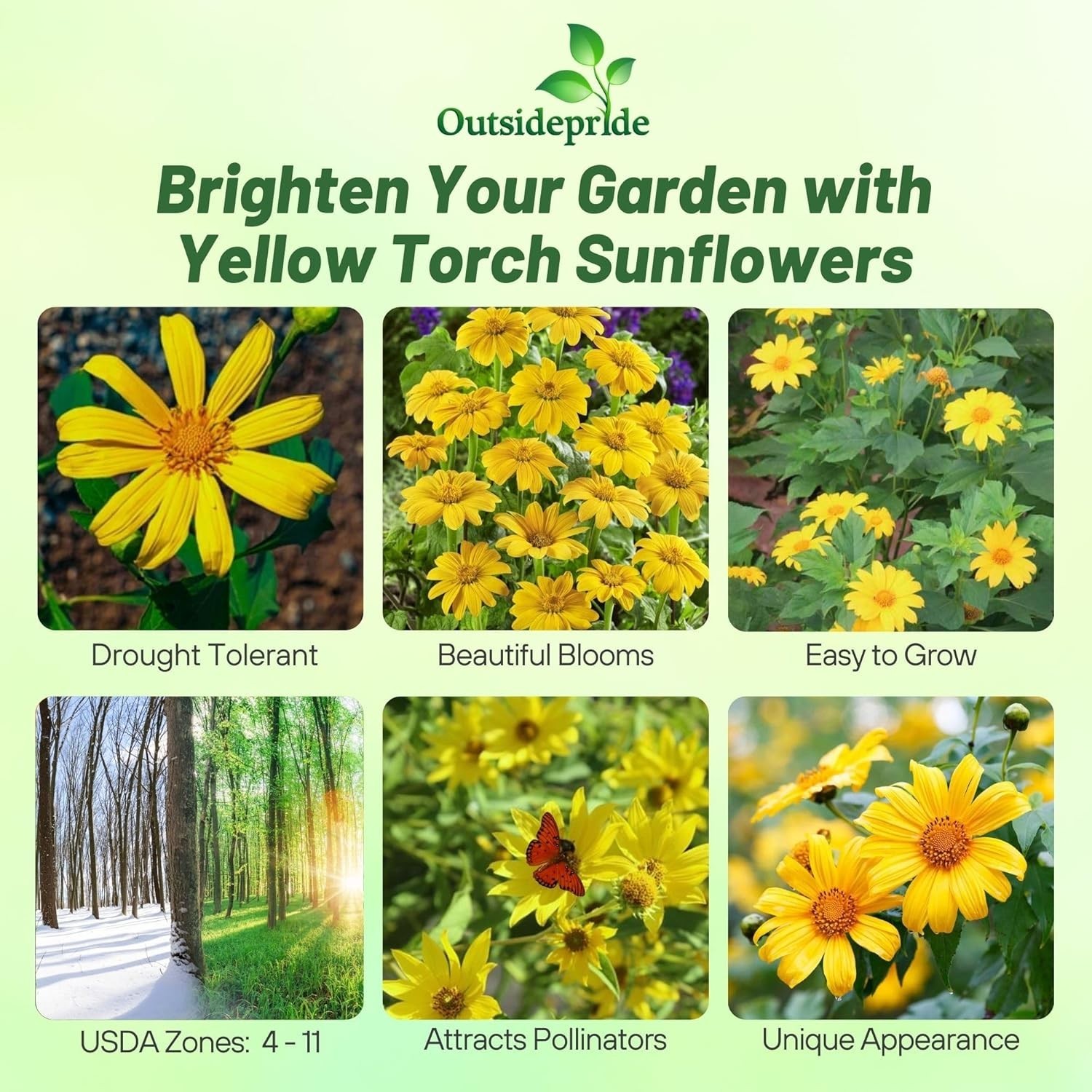 Yellow Torch Mexican Sunflower Seeds – 500 Pcs Annual, Easy-to-Grow, Yellow T…