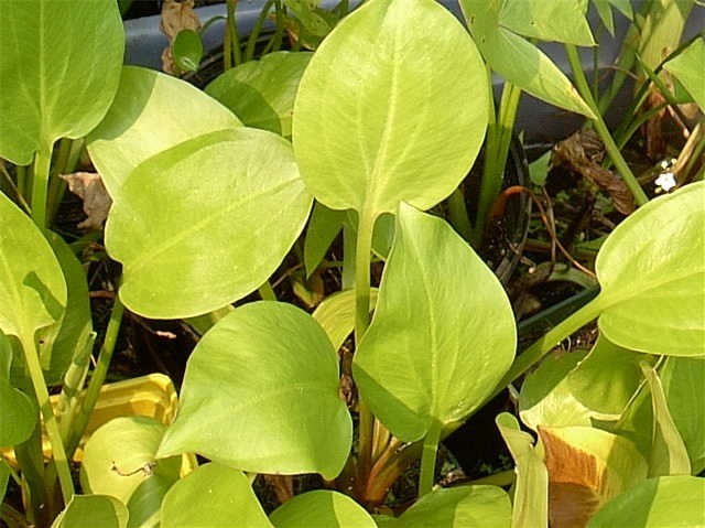 50 + NORTHERN WATER PLANTAIN SEEDS ( Alisma plantago-aquatica )