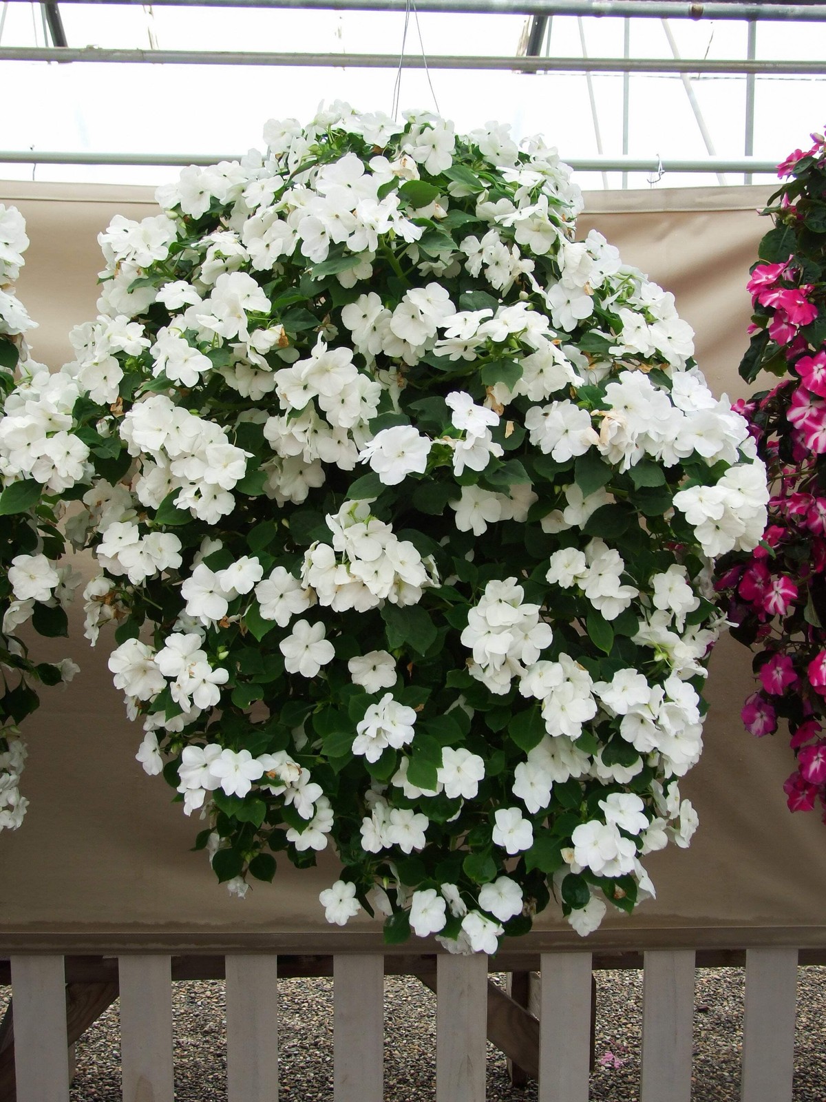 50 DWARF WHITE IMPATIENS Walleriana Sun or Full Shade Flower Seeds *Flat Ship
