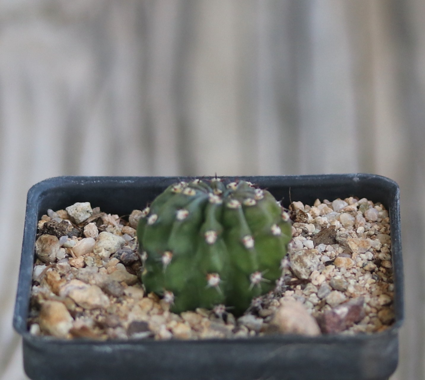 Echinopsis hybrid ‘Meru’