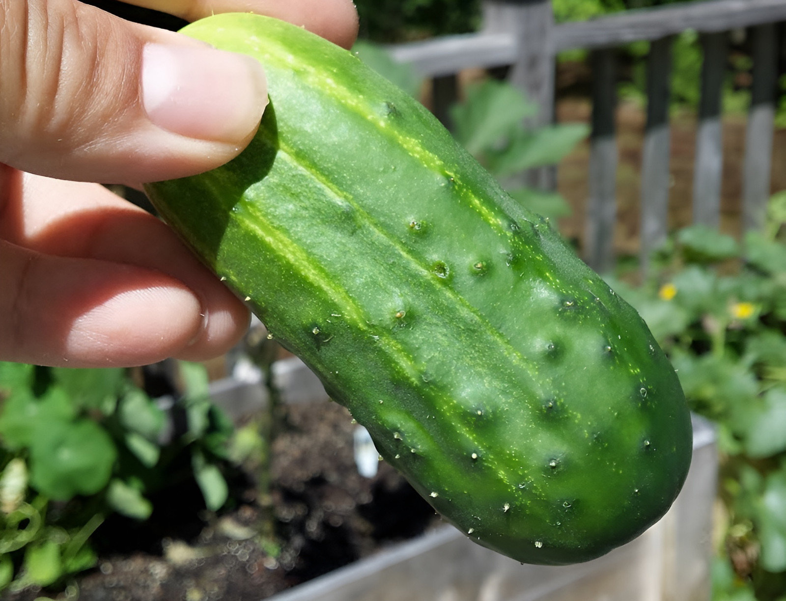 40 Heirloom National Pickling Cucumber Seeds – Non Bitter Super Crisp – Organic