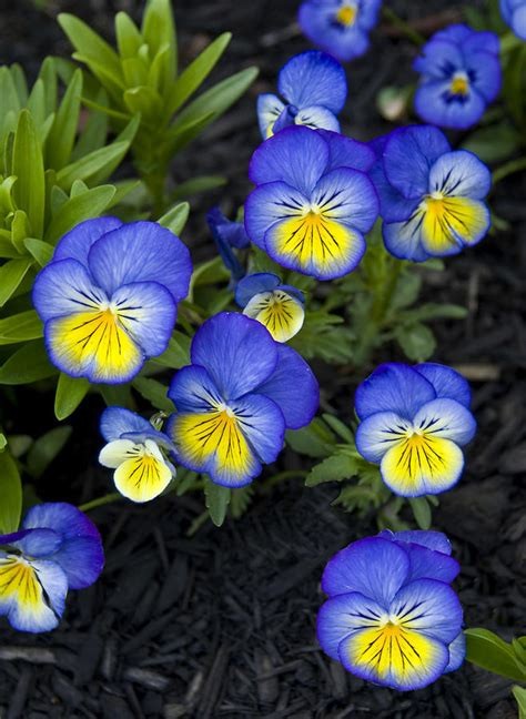 Helen Mount Johnny Jump Up Seeds Tricolor Free Shipping!