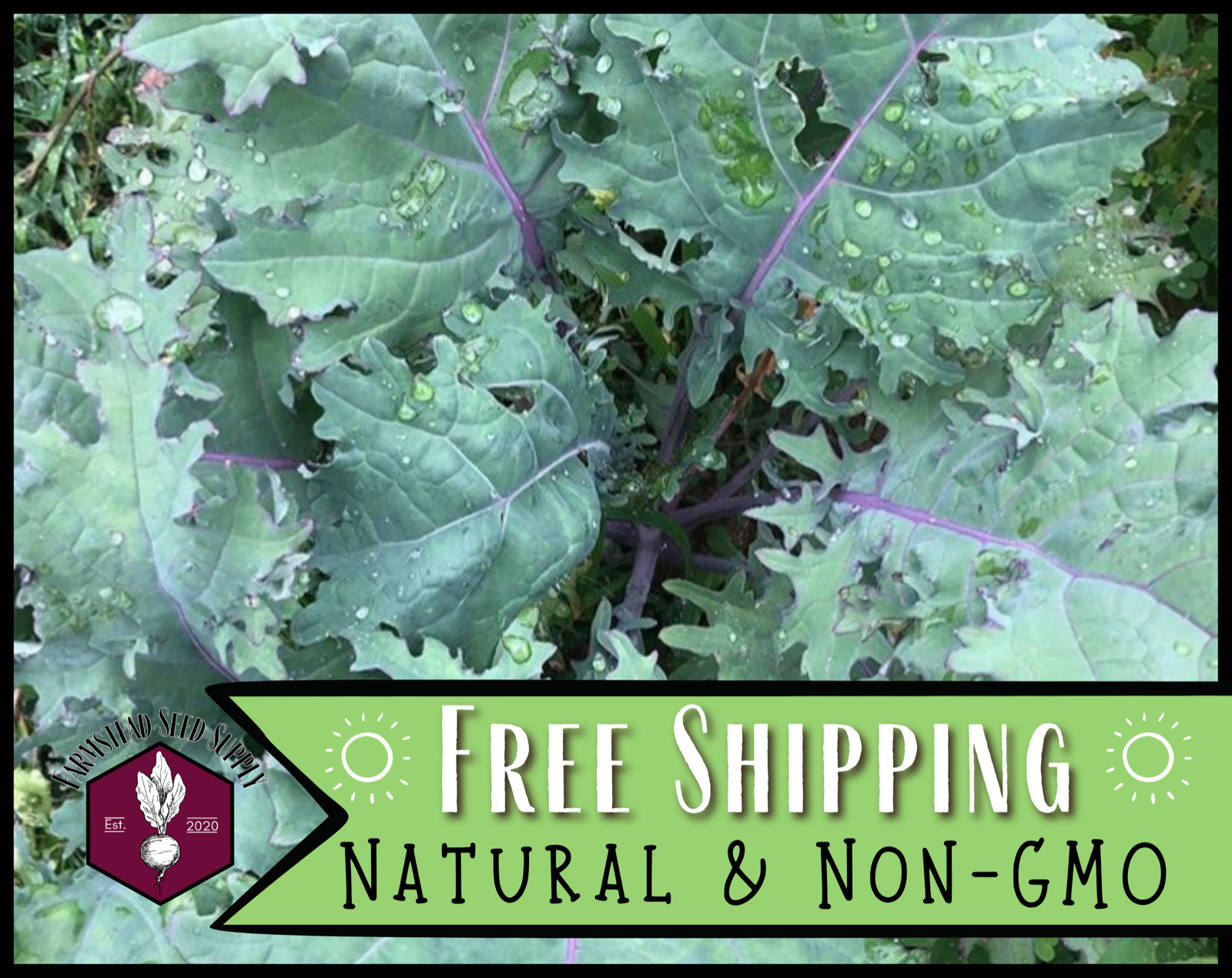 3400+ Kale Seeds [Red Russian] Vegetable Gardening Seed, Heirloom, Non-GMO, USA