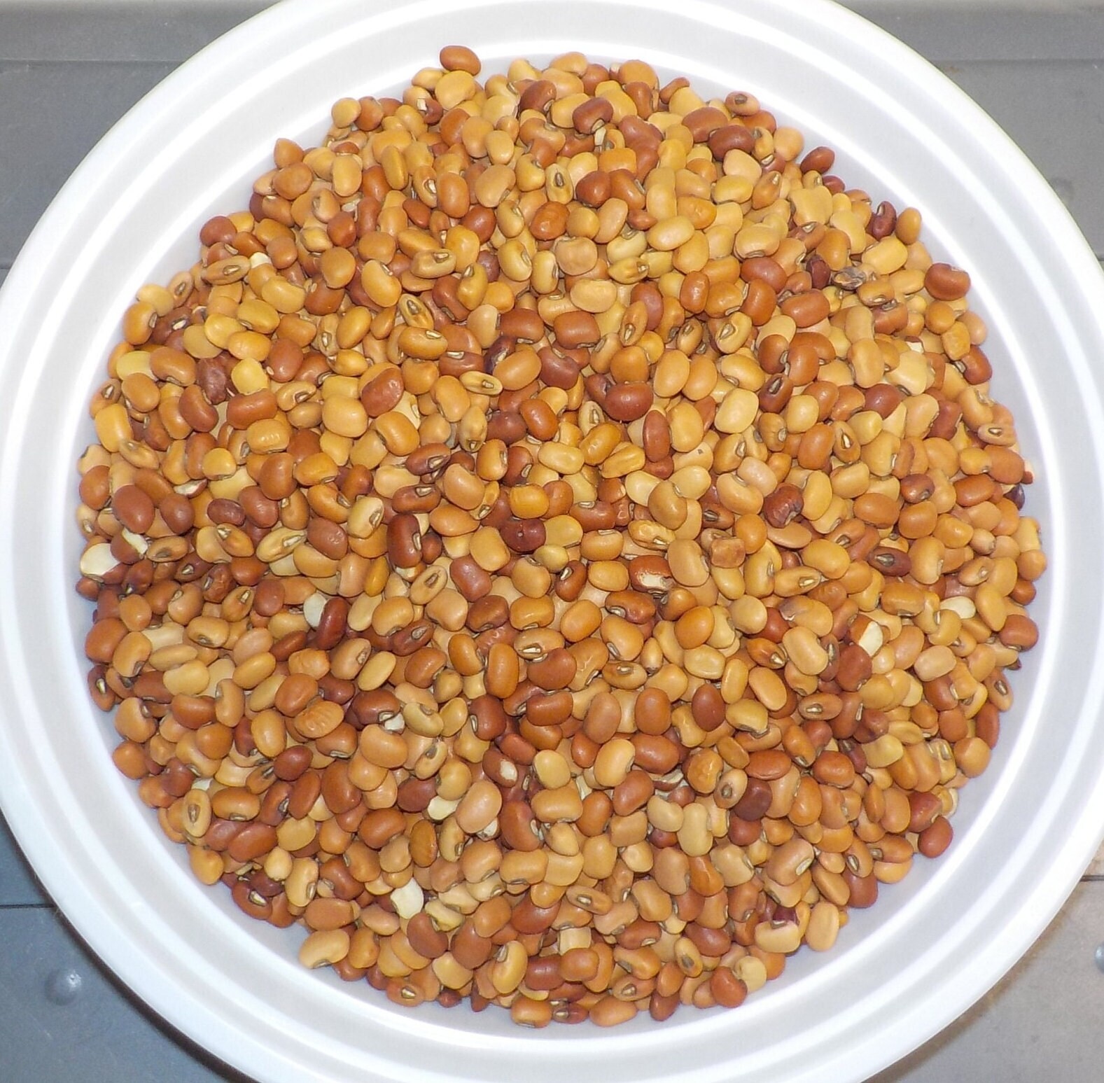 Iron & Clay Cow Pea Seeds – 1/2 lb. Cover Crop Forage Food Plot Bean Legume