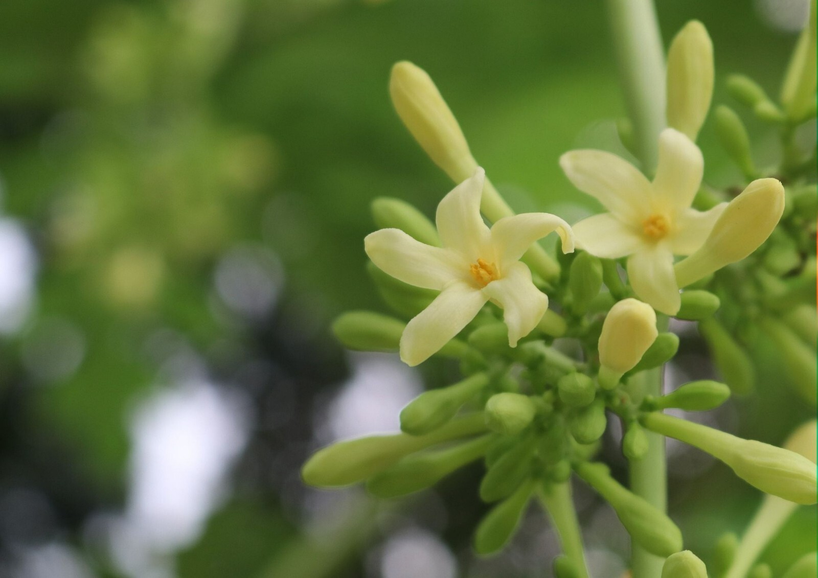 Papaya Tree 20 Heirloom Seeds -Carica Papaya – Perfect for Container Gardening
