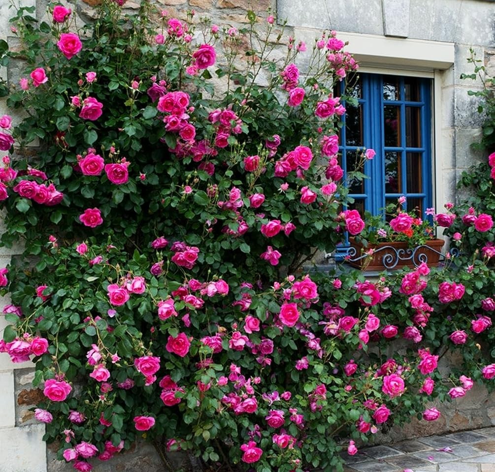 100+ Mix Climbing Rose Seeds for Planting Outdoors Ornamental Climbing Flower…