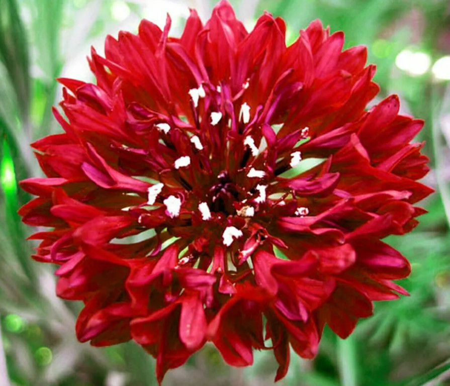 CORNFLOWER Bachelor Button Landscaper’s Bulk Pack Heirloom Non-GMO 1500 Seeds!