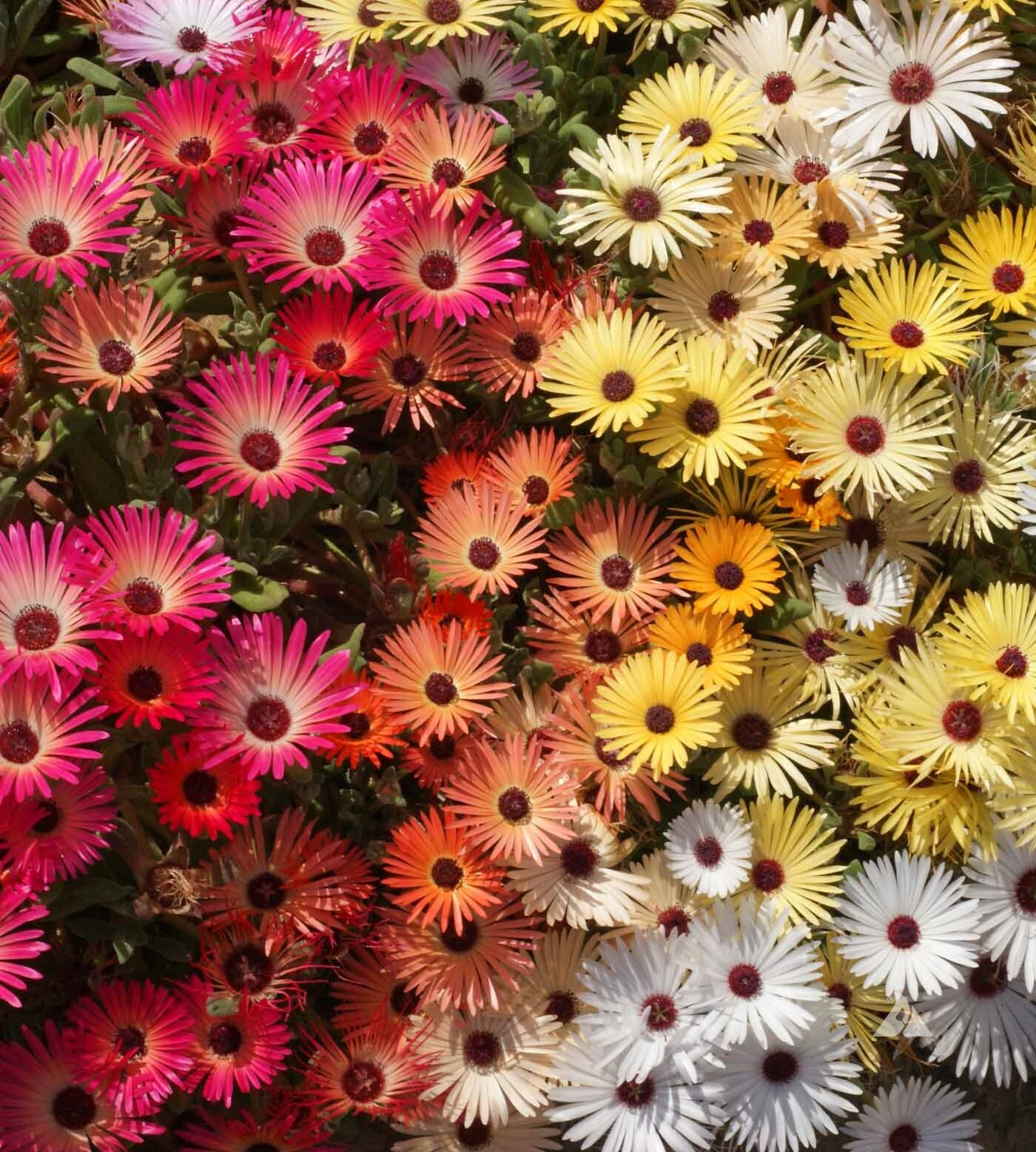 1oz Ice plant Flower Seeds Mixed Dorotheanthus bellidiformis IcePlant