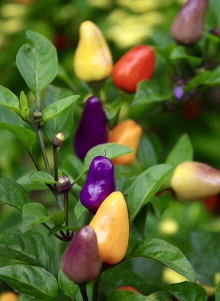 Numex Centennial Hot Chili Pepper, Colorful Chili – 30 Seeds – US