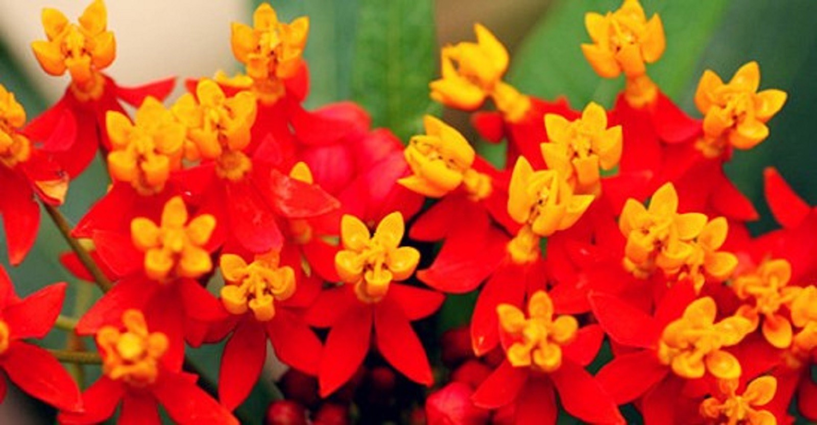 Butterfly Bloodflower Milkweed Sunset Flower Seeds 100+ SEEDS