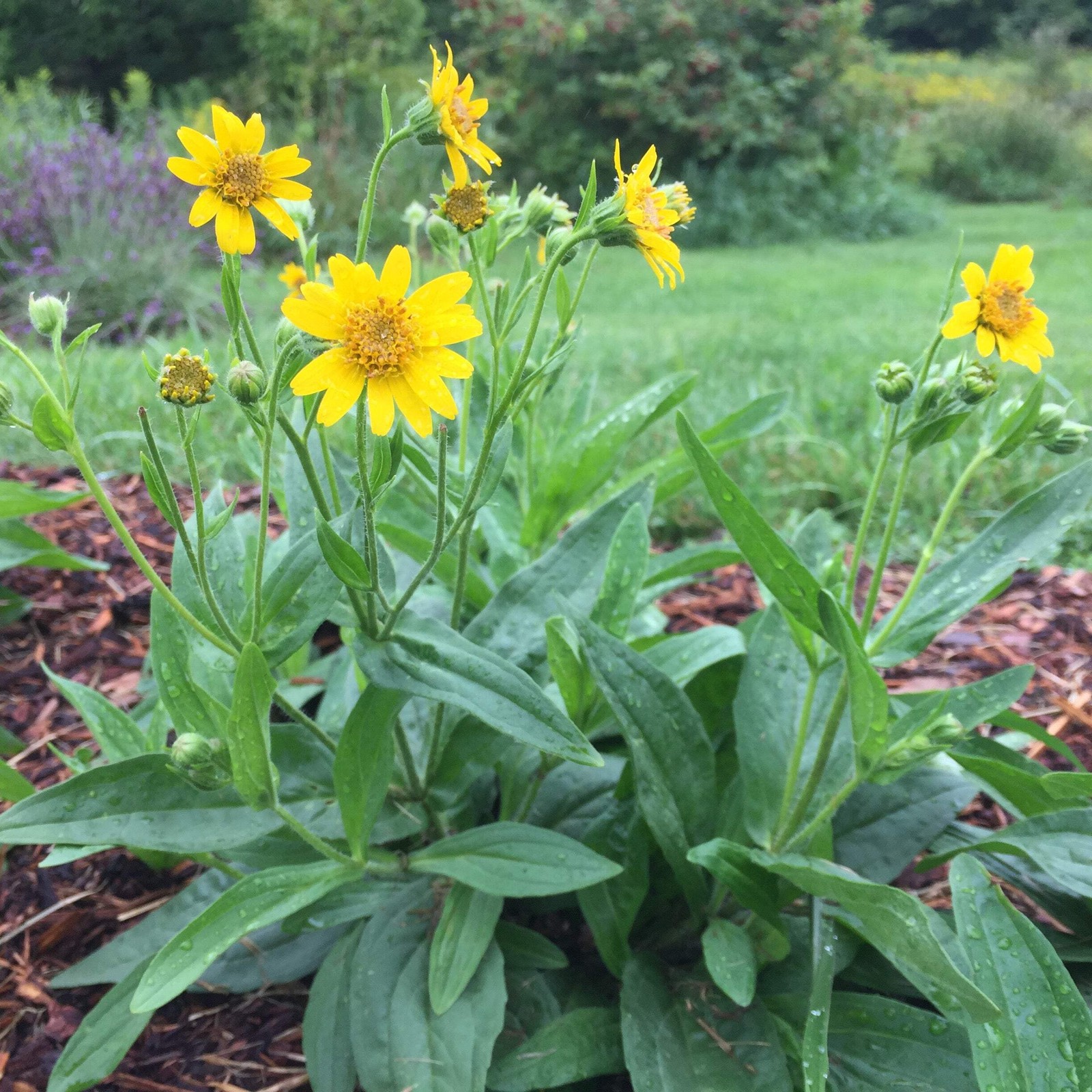 Meadow Arnica Seeds (Arnica chamissonis) ~Traditional Herb Native Pollinator