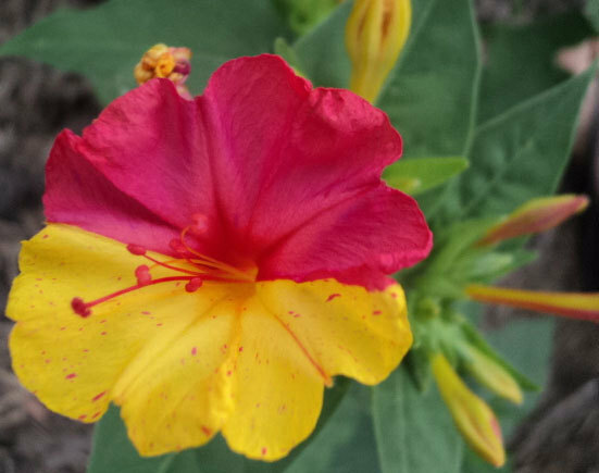 Mirabilis jalapa Broken Colors | Four OClock | Marvel of Peru | 5_Seeds