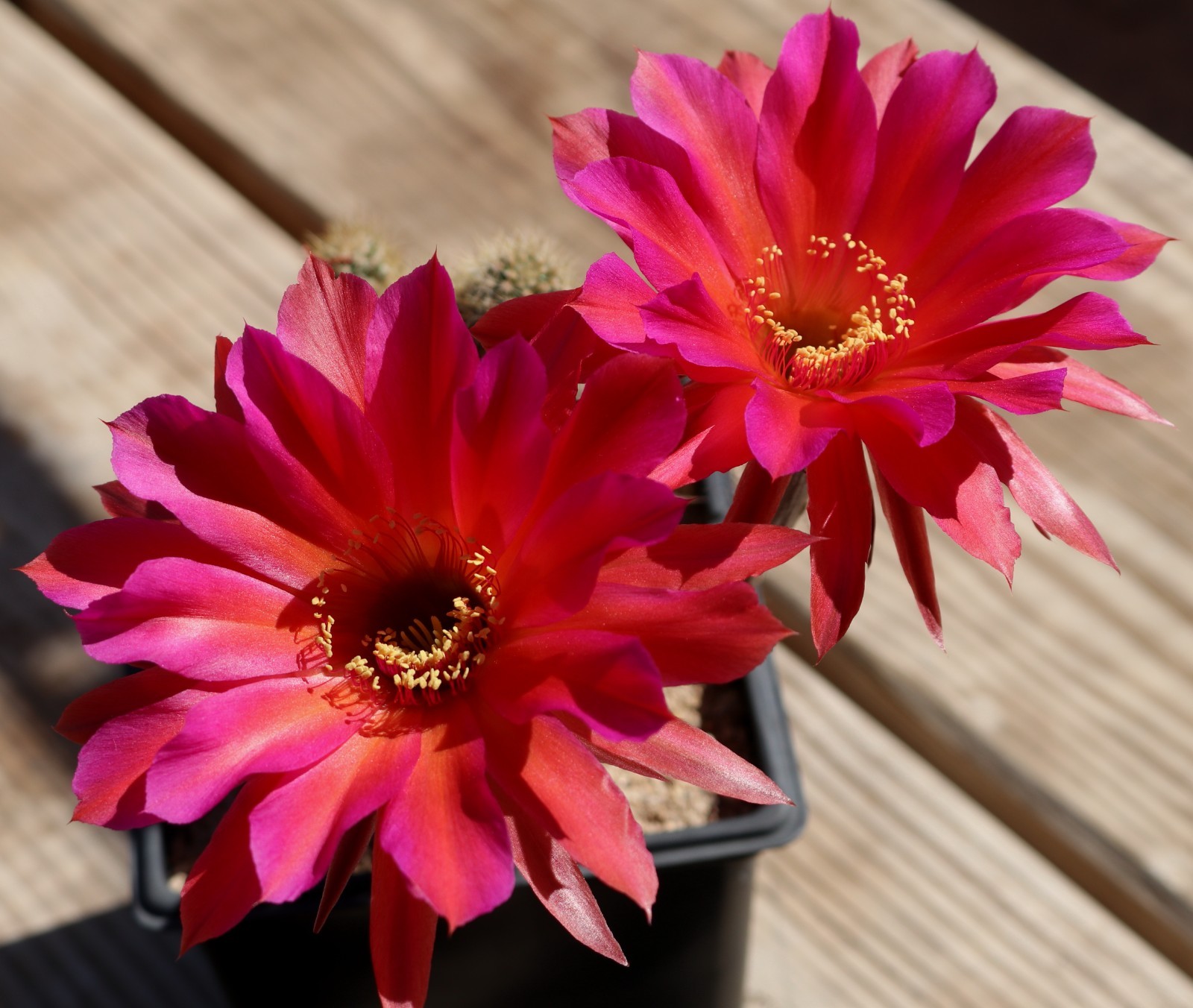 Echinopsis hybrid ‘Windigo’