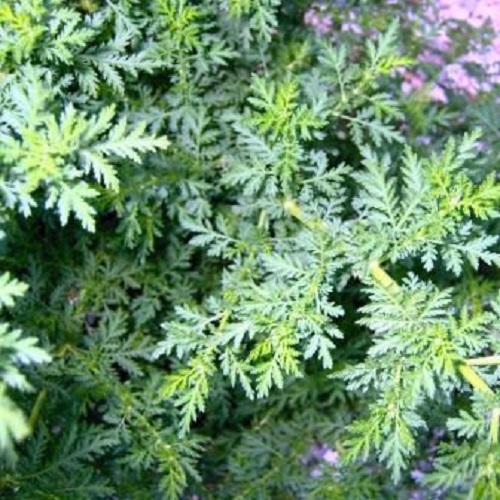 100+ Artemisia Sweet Annie Flower Seeds / Aromatic Perennial