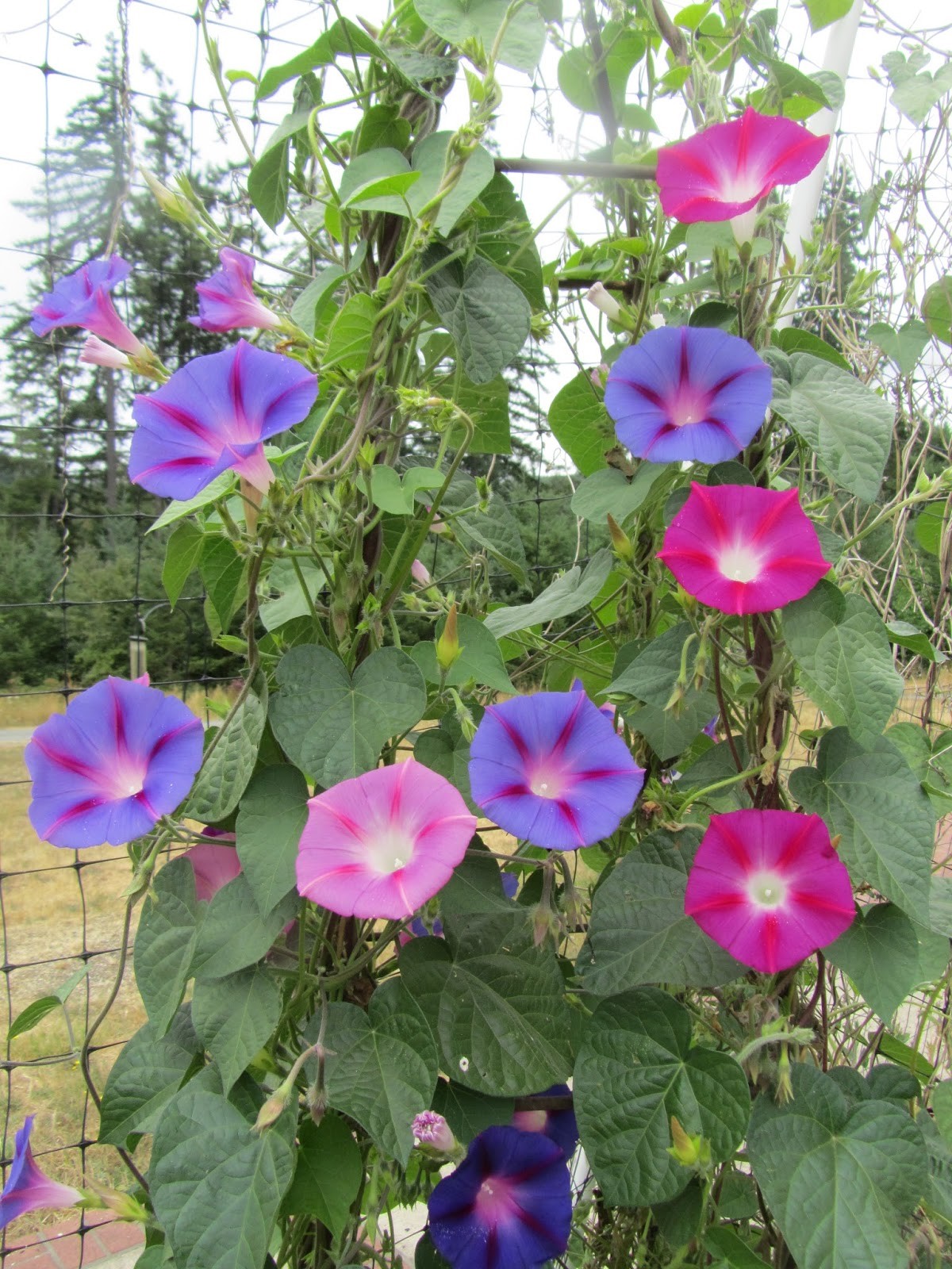 70+MORNING GLORY Mix Flower Seeds Wildflower Climbing Flowering Vine Container
