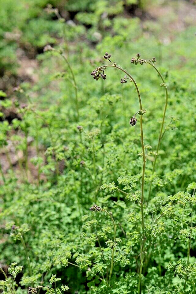 Foamy meadowrue 30 seeds, Thalictrum Isopyroides, hardy perennial yellow flowers