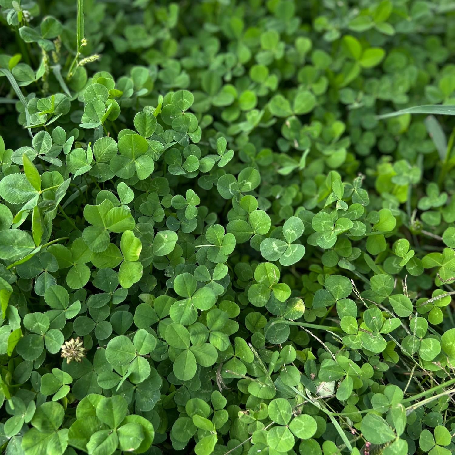 Micro Clover Seed for Lawn – 4 Oz – ~100,000 Microclover Seeds for Planting – Dr