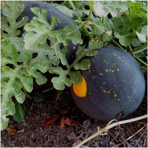Moon & Stars Watermelon Seeds For Planting “Van Doren” (Citrullus lanatus)