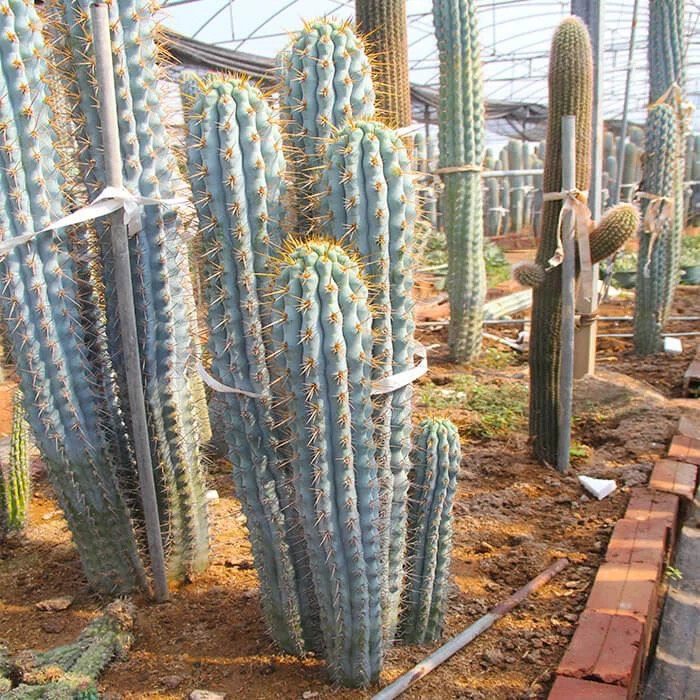 10 “BLUE CEREUS” CACTUS SEEDS (Browningia hertlingiana) RARE Tree Like Cacti