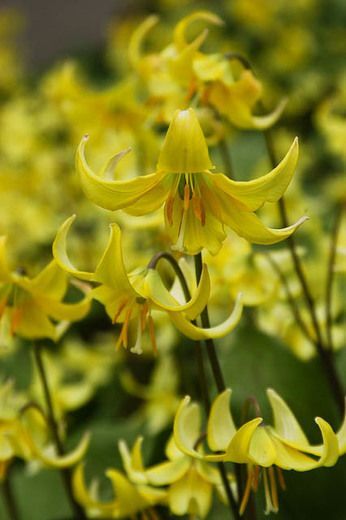Trout Lily (Erythronium Americanum) | Bulbs