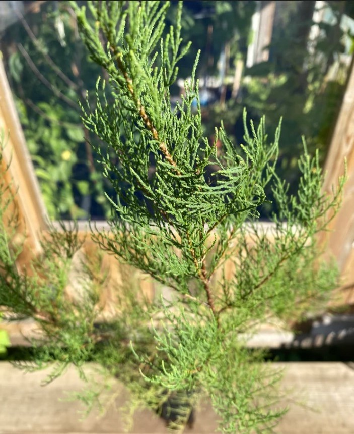 Tamarix Ramosissima .5 (Half) Gram Seeds, Salt Cedar Hardy Tamarisk Shrub / Tree