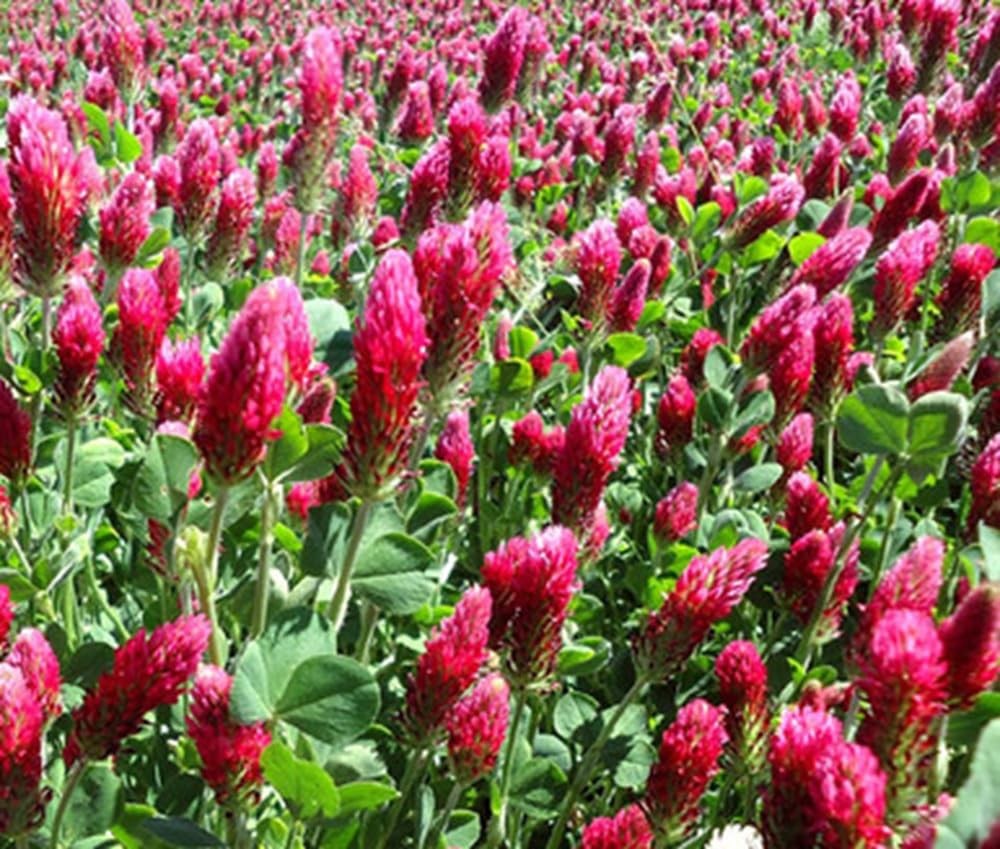 Crimson Clover Premium Non GMO Organic Cover Crop Seeds 1 Pound Pack