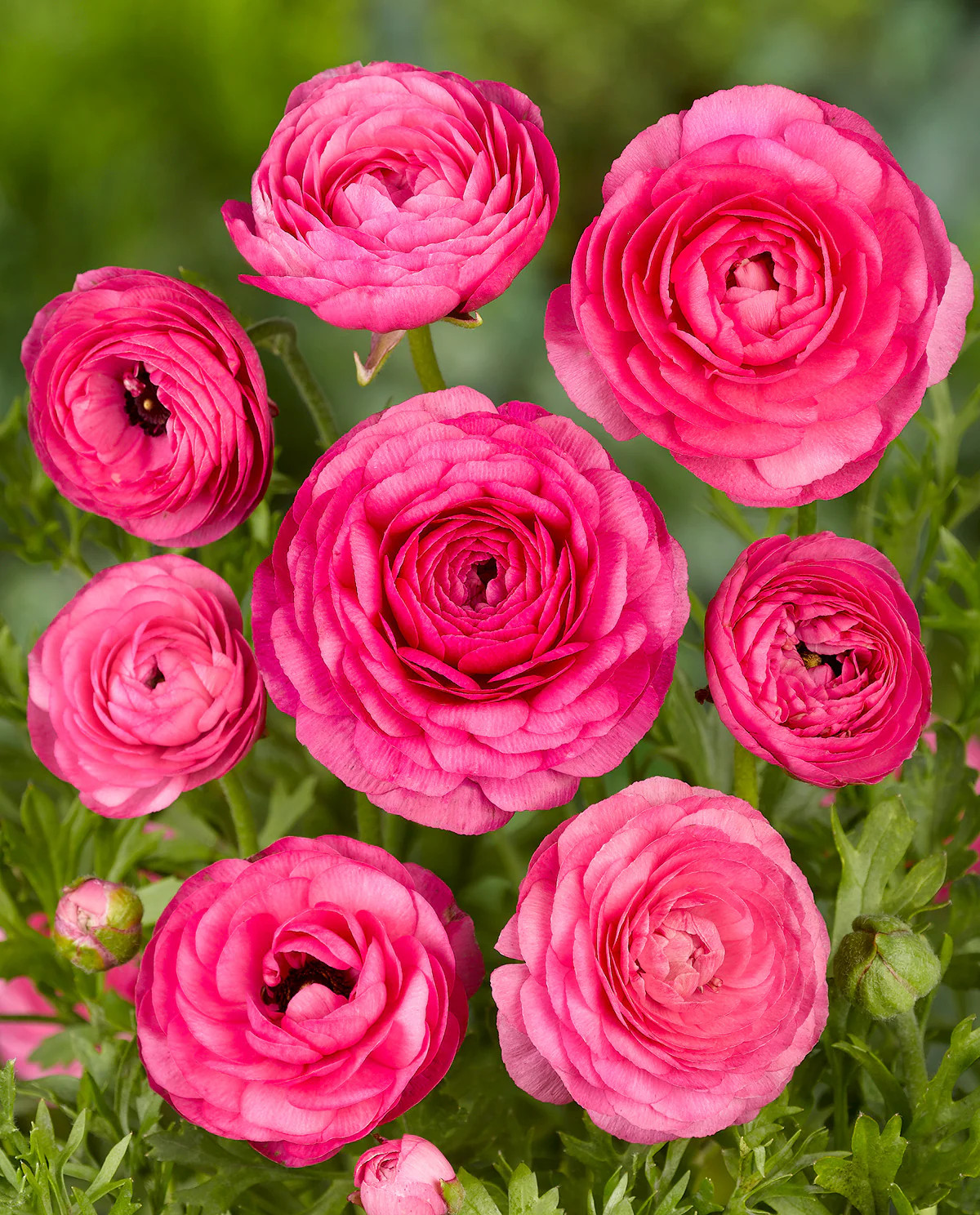 Pink Ranunculus – 10 bulbs