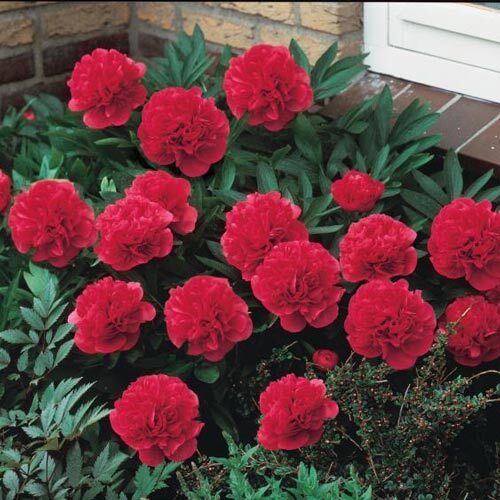 1 Karl Rosenfield Double Peony Live Perennial Cranberry Red Flower Bulb Plant