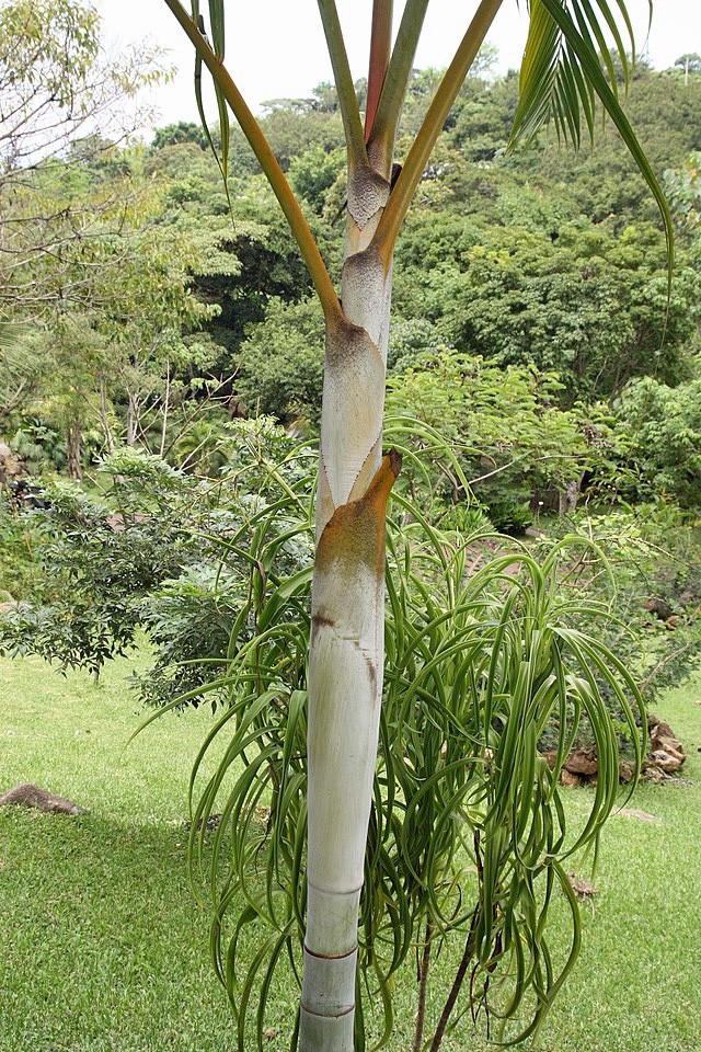 Dypsis lutescens | Areca Palm | 5 Seeds