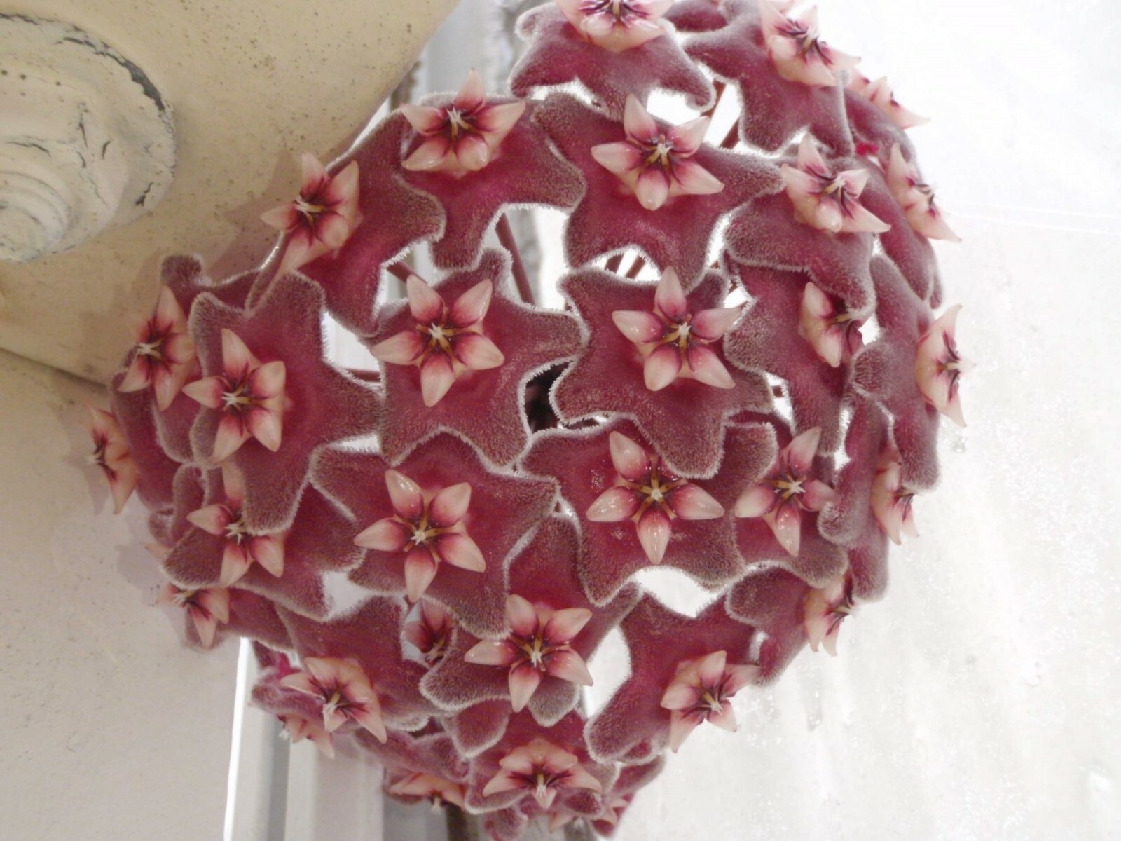 Hoya pubicalyx 1 Year Old plant well rooted, sent in container