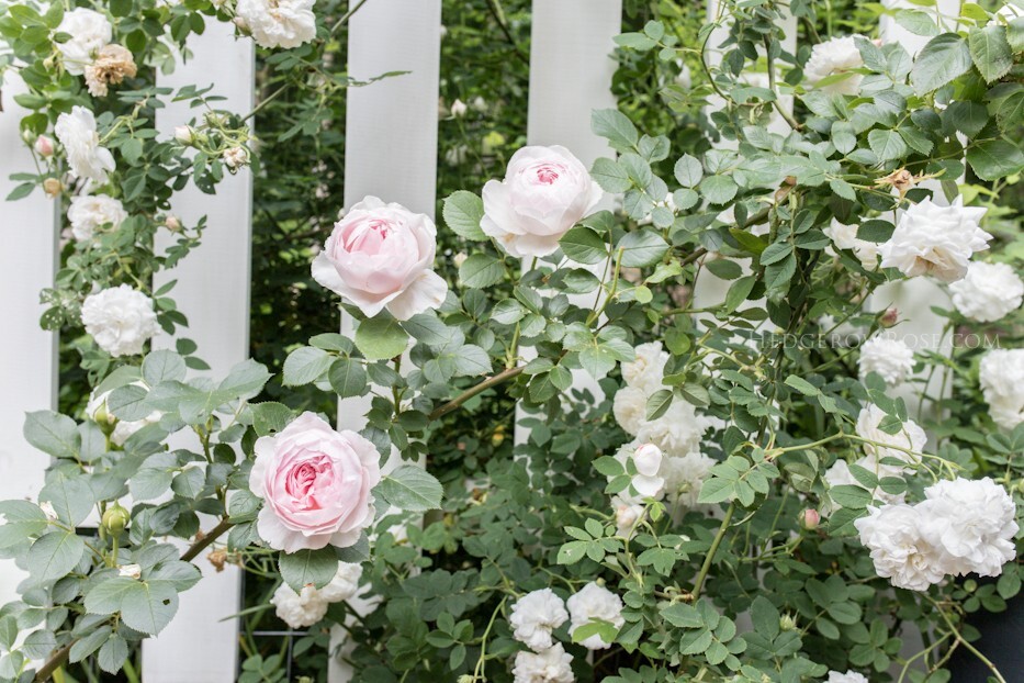 30+ Seeds|White Pink Hybrid Tea Flower Perennial Rose Seeds #1051