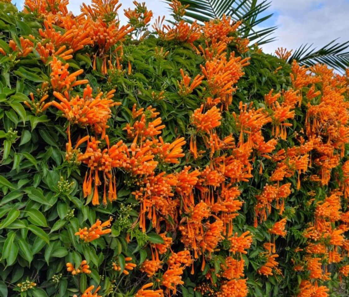 Orange Trumpet Vine Seeds (Campsis radicans) Showy Crepper Flower 20 Seeds