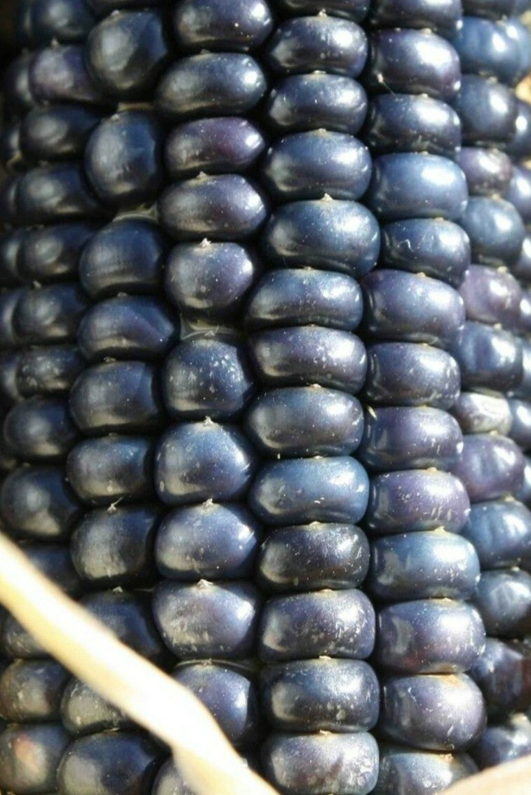 Blue Hopi Indian Corn Seeds Heirloom Flour Cornmeal Organic Seeds 1/2 LB